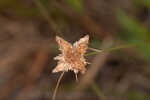 Ware's hairsedge